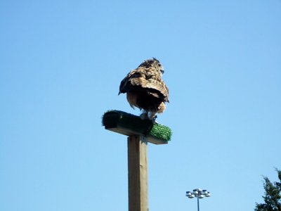 State Fair of Texas 2009 (19).JPG